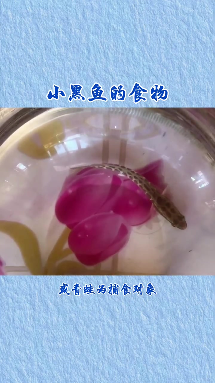 小黑鱼在自然水域中吃什么