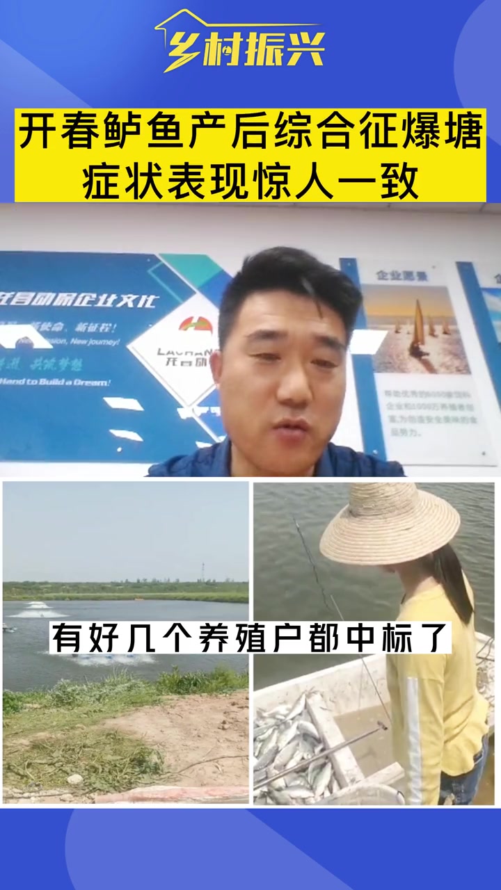 第45集|开春鲈鱼产后综合征爆塘,症状表现惊人一致!鲈鱼产后综合征 鲈鱼产卵 鲈鱼养殖技术