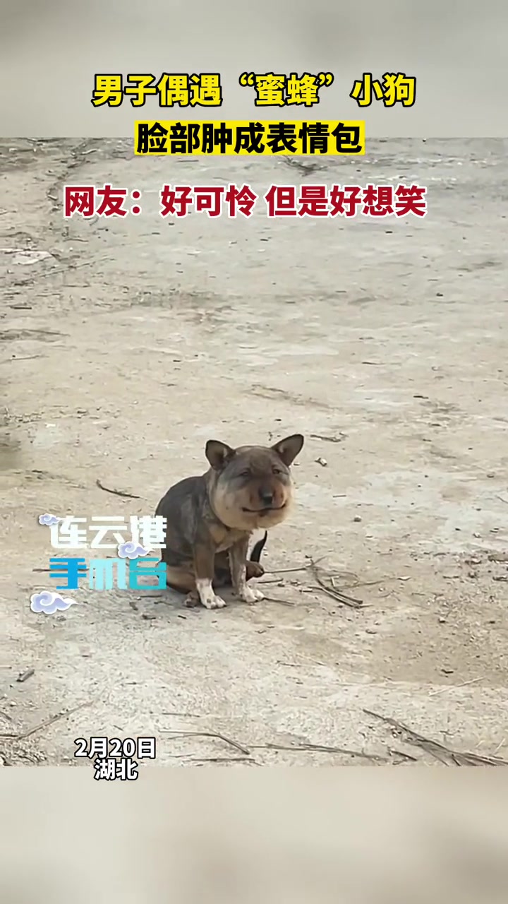 男子偶遇“蜜蜂”小狗 脸部肿成表情包
