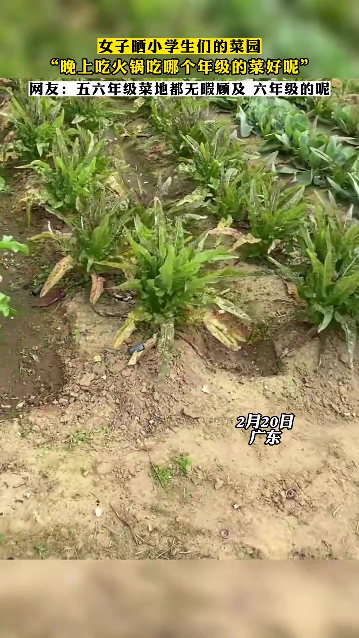 女子晒小学生们的菜园“晚上吃火锅吃哪个年级的菜好呢”网友:五年级的菜地都无暇顾及了。学生 