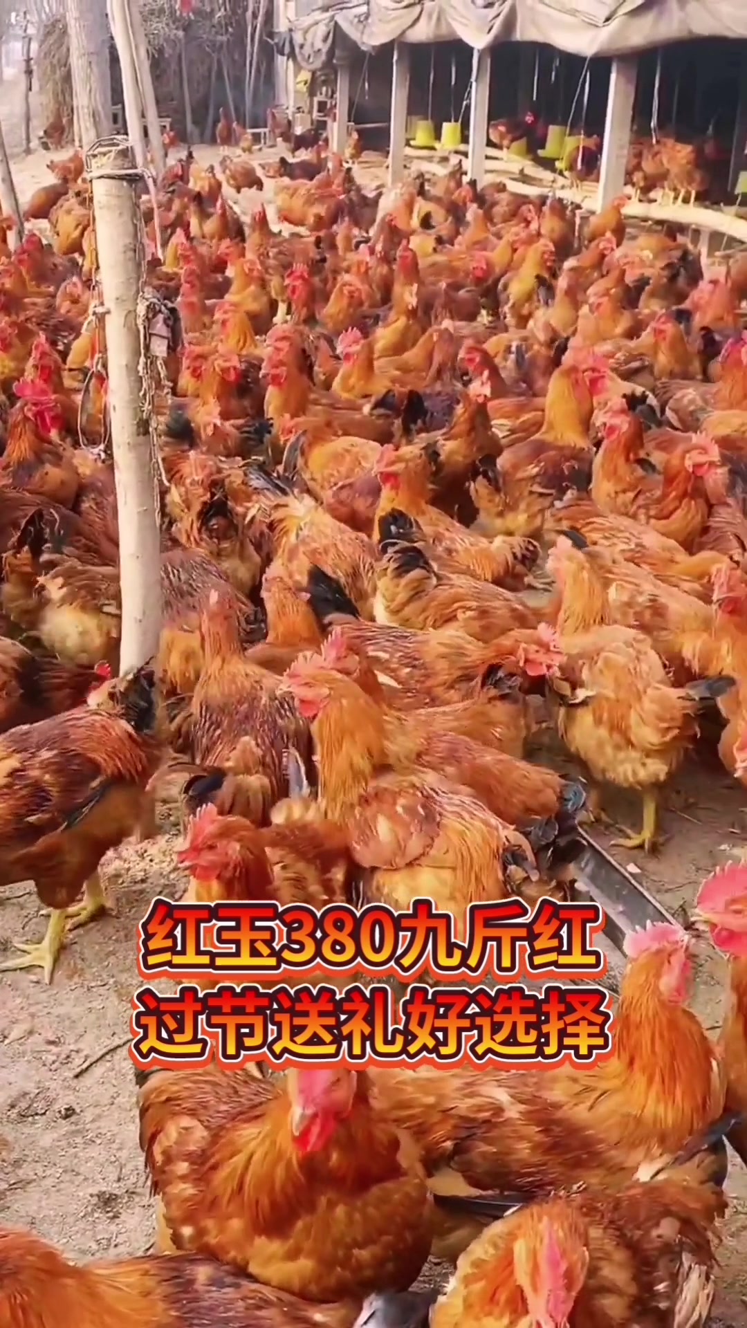 九斤红大红公鸡红红火火