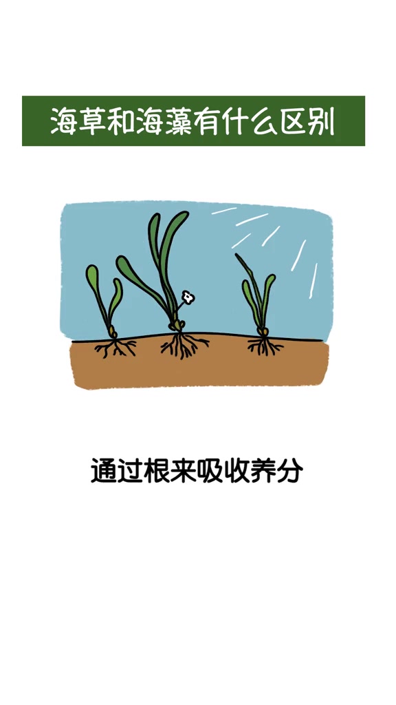 海草,海藻,傻傻分不清楚……谁是“海洋之肺”?