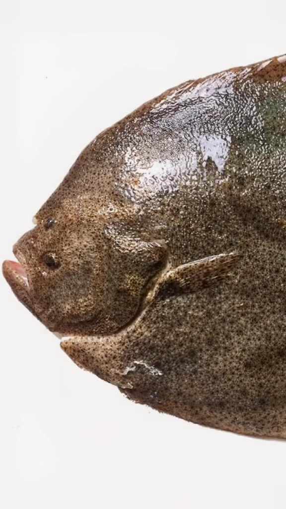 那么多比目鱼的名字,你晕了吗?