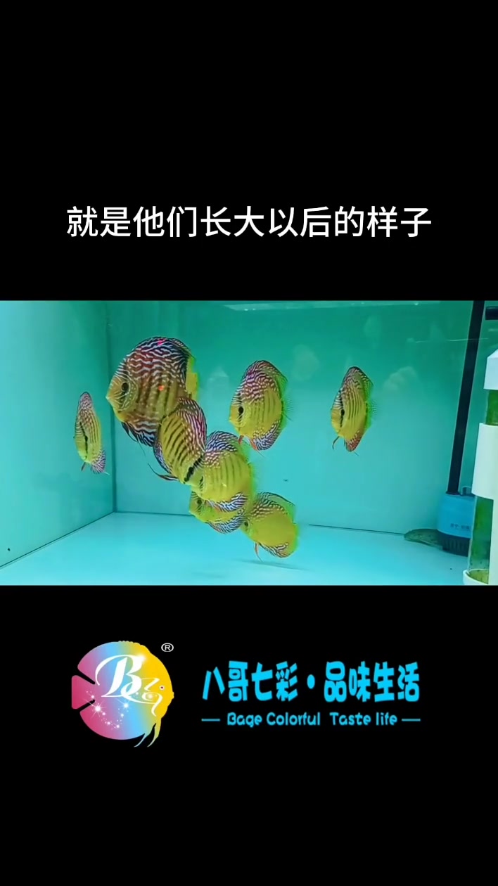 野彩是野生环境下生长的七彩神仙鱼,未经过任何人工的驯化和饲养,被称为野彩。野血是由野生七彩