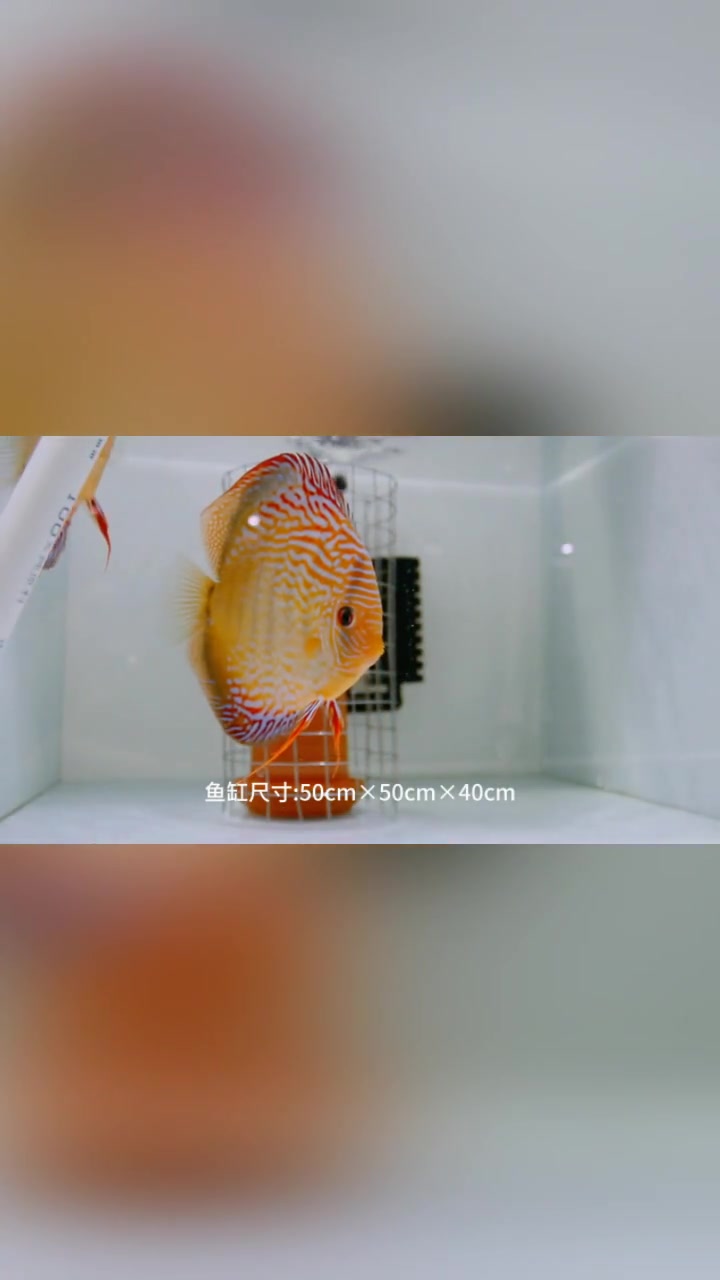 关注一下不迷路,每天与你分享七彩神仙鱼饲养经验视频