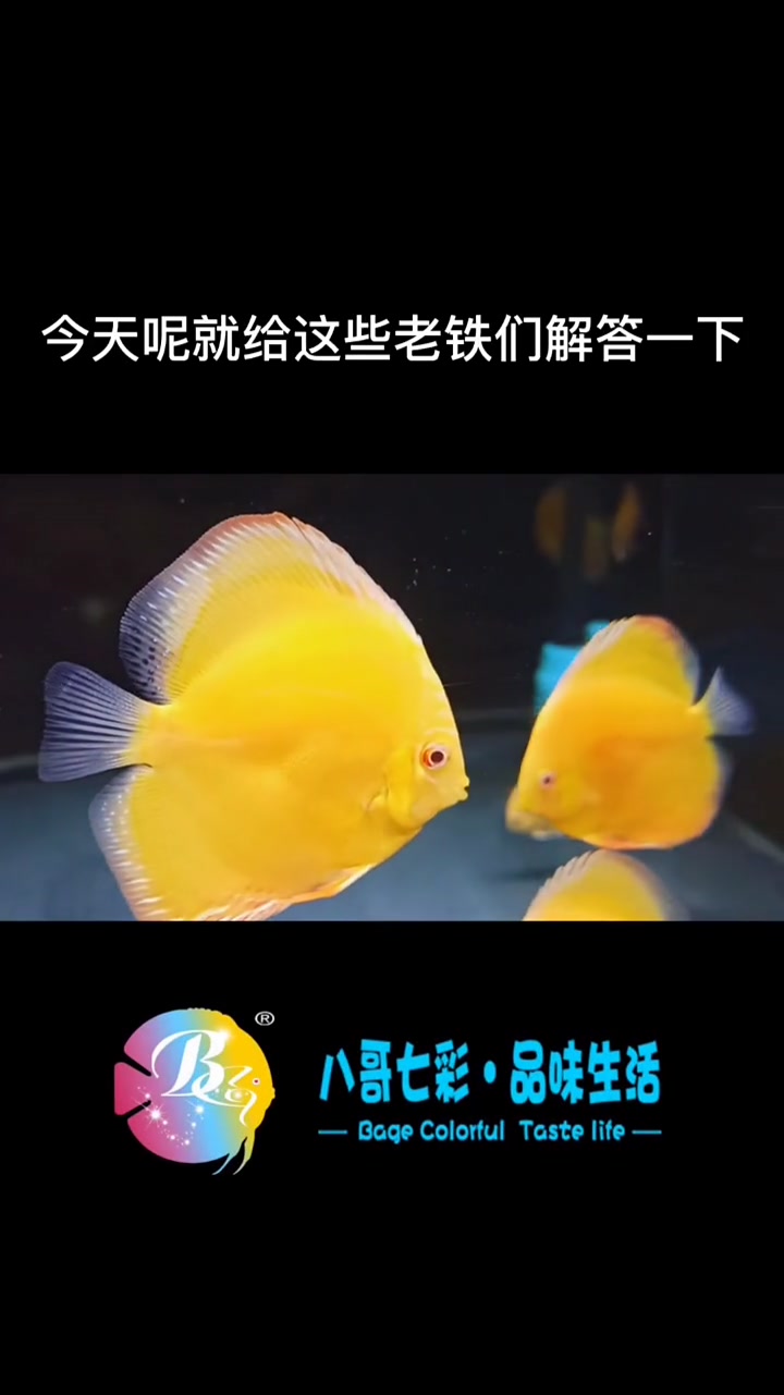 哈喽老铁们,我是爱养鱼的八哥,喜欢的朋友点赞转发!谢谢大家