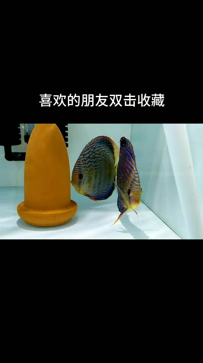 亲鱼产完鱼卵后,3天后鱼卵会变成小鱼苗,然后到亲鱼的身上吃奶,非常有爱的画面分享给大家。喜