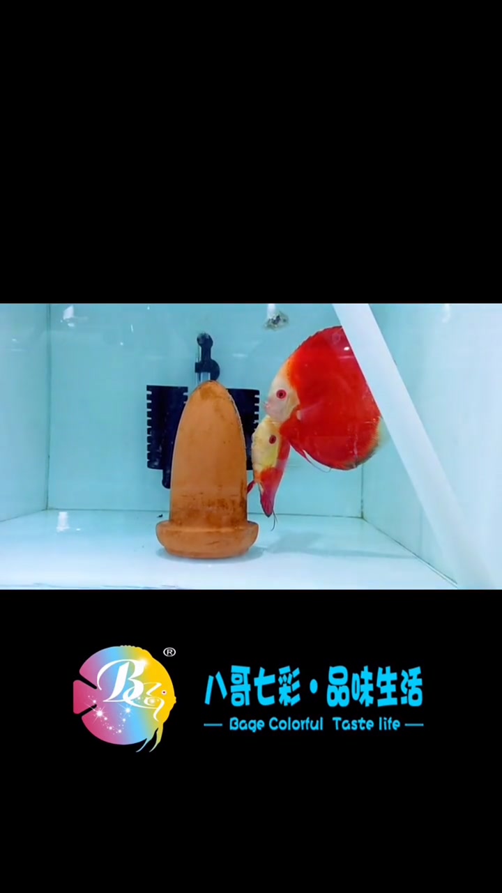 哈喽老铁们,我是爱养鱼的八哥,今天给大家更新一下,七彩神仙鱼繁殖的视频。