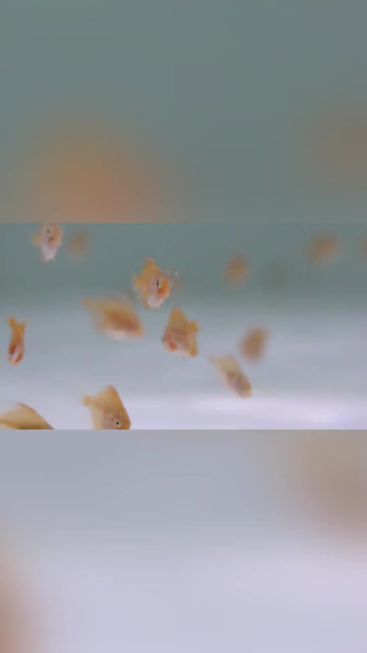 喜欢的朋友点赞收藏,下个视频更新,每天与你分享更多七彩神仙鱼养殖经验