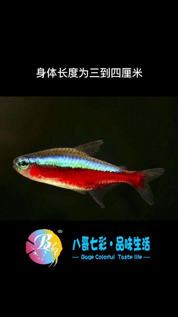 盘点最受欢迎观赏鱼,十大排行榜,看看你养的鱼排第几 #观赏鱼排行榜