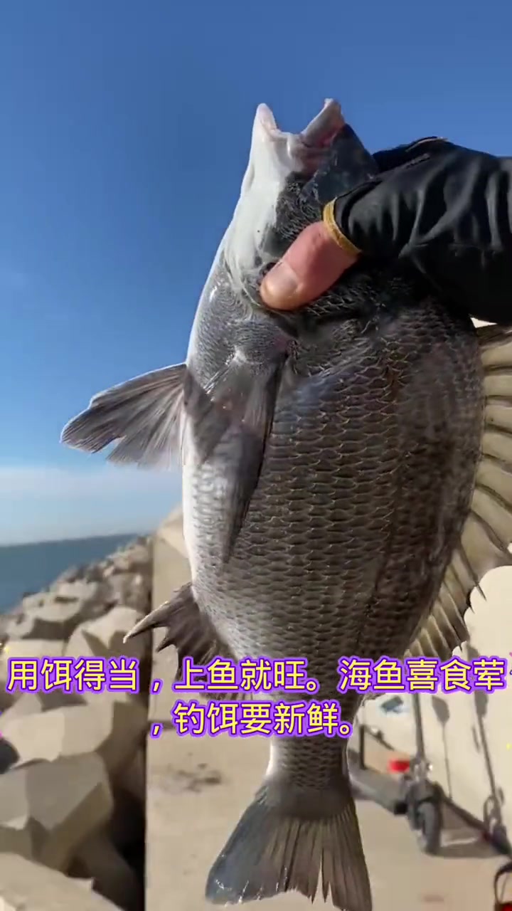 这一期聊一下海钓时根据天气和鱼种所选用鱼饵的方法