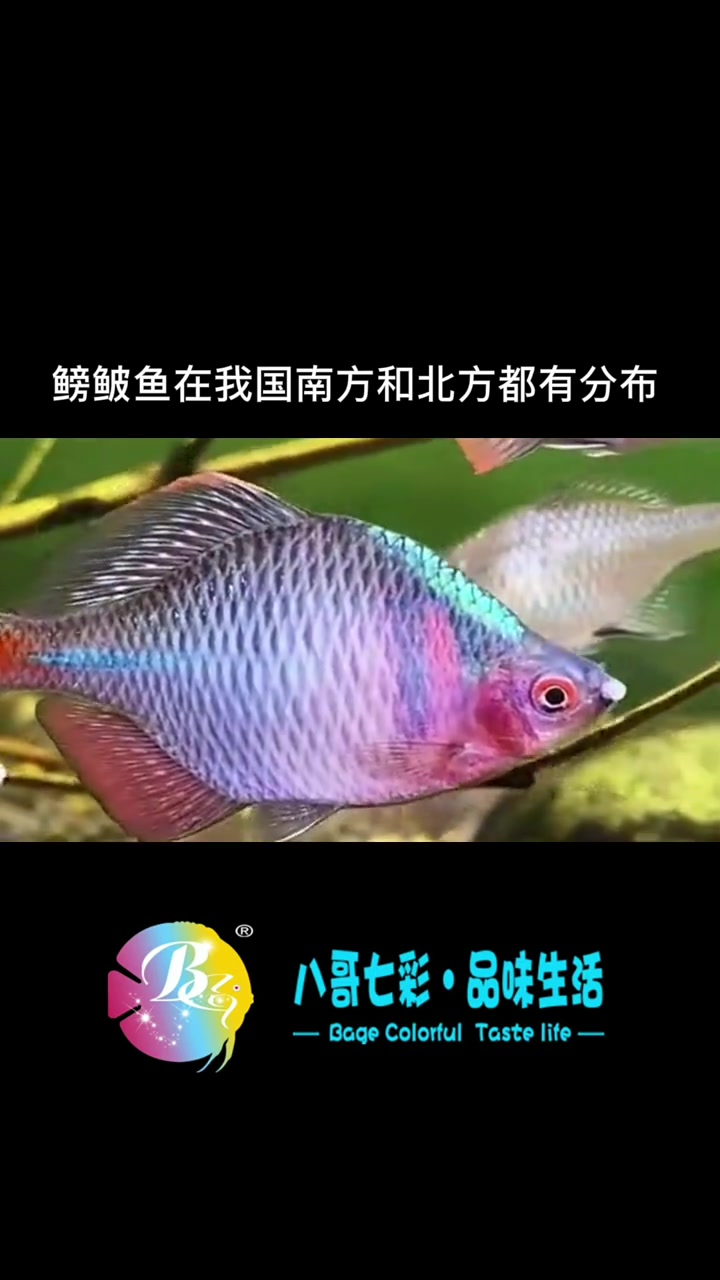 冷水鱼受欢迎排行榜,有很多都是我国本土观赏鱼,喜欢原生态养殖的小伙伴可以养上一缸,也别具一