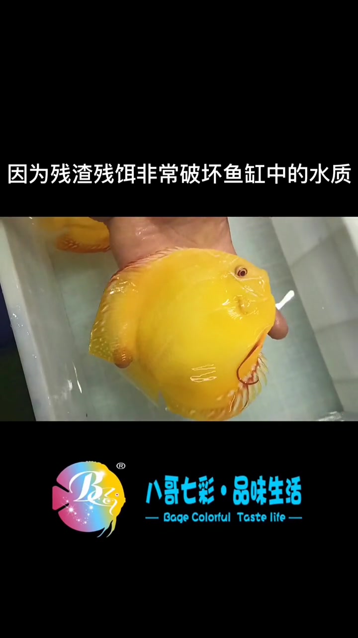 哈喽老铁们,我是爱养鱼的八哥,喜欢的朋友点赞转发!谢谢大家