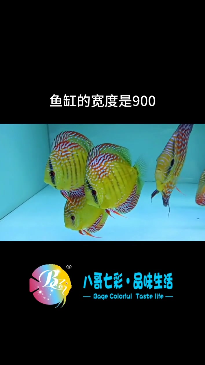 野血不是野彩,大家一定要看明白,野血是野彩和野彩或者和家彩通过人工繁殖得来的血统,所以叫野