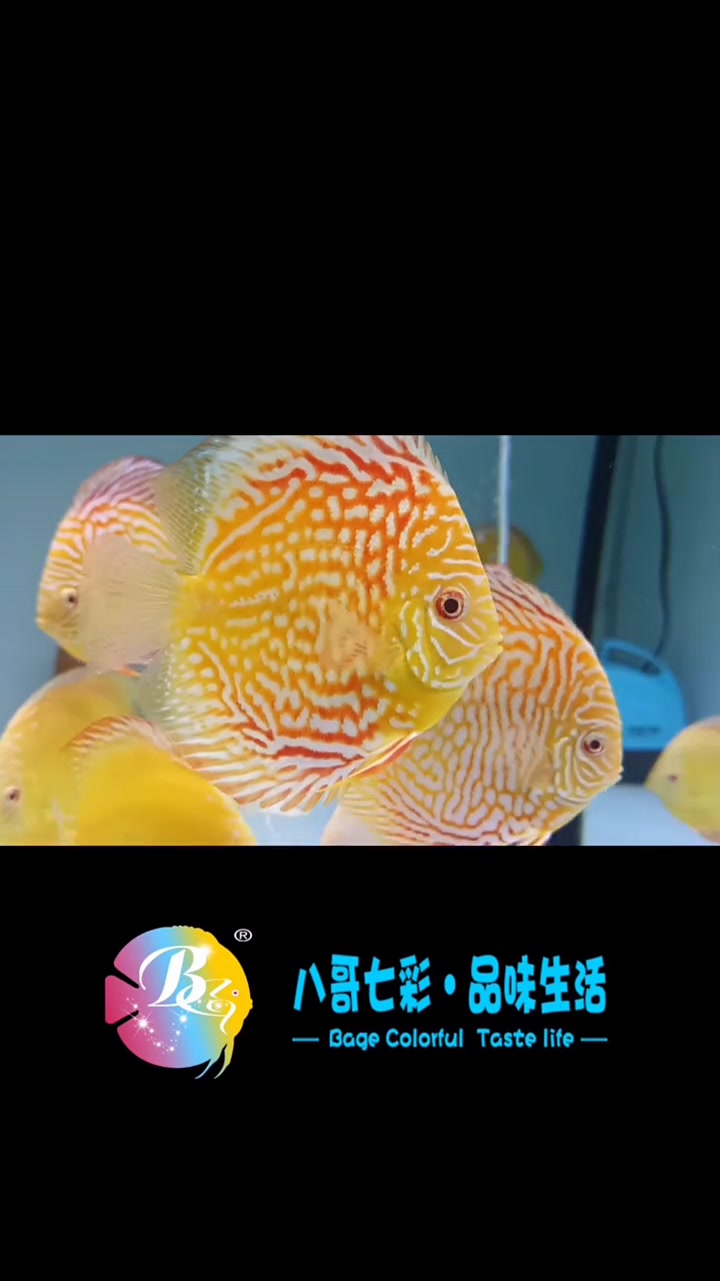 七彩神仙鱼的各类品种,你能认出几个,认出8个以上都是高手