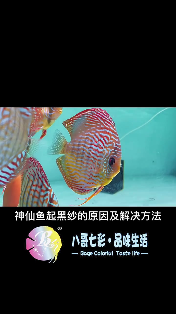 七彩神仙鱼身上有黑点最全原因及解决方法。喜欢的朋友点赞转发,关注我每天带你学习更多养鱼经验