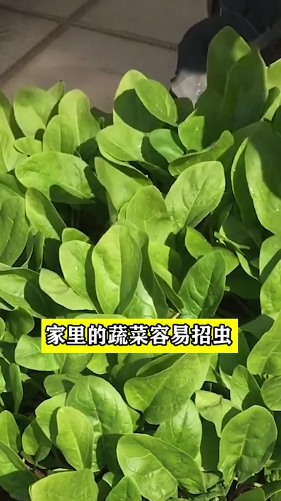 在家种菜易生虫,自制6种杀虫水。用家里常见的食材轻松制作