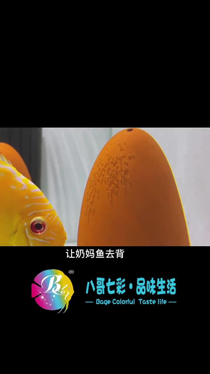如何繁殖七彩神仙鱼，其实很简单，一起来学习吧！