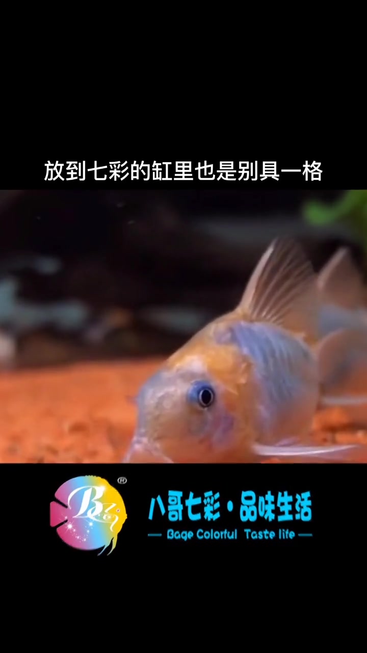 最适合和七彩神仙鱼混养的七大排行,第一名你绝对想不到。喜欢的朋友留下小红心