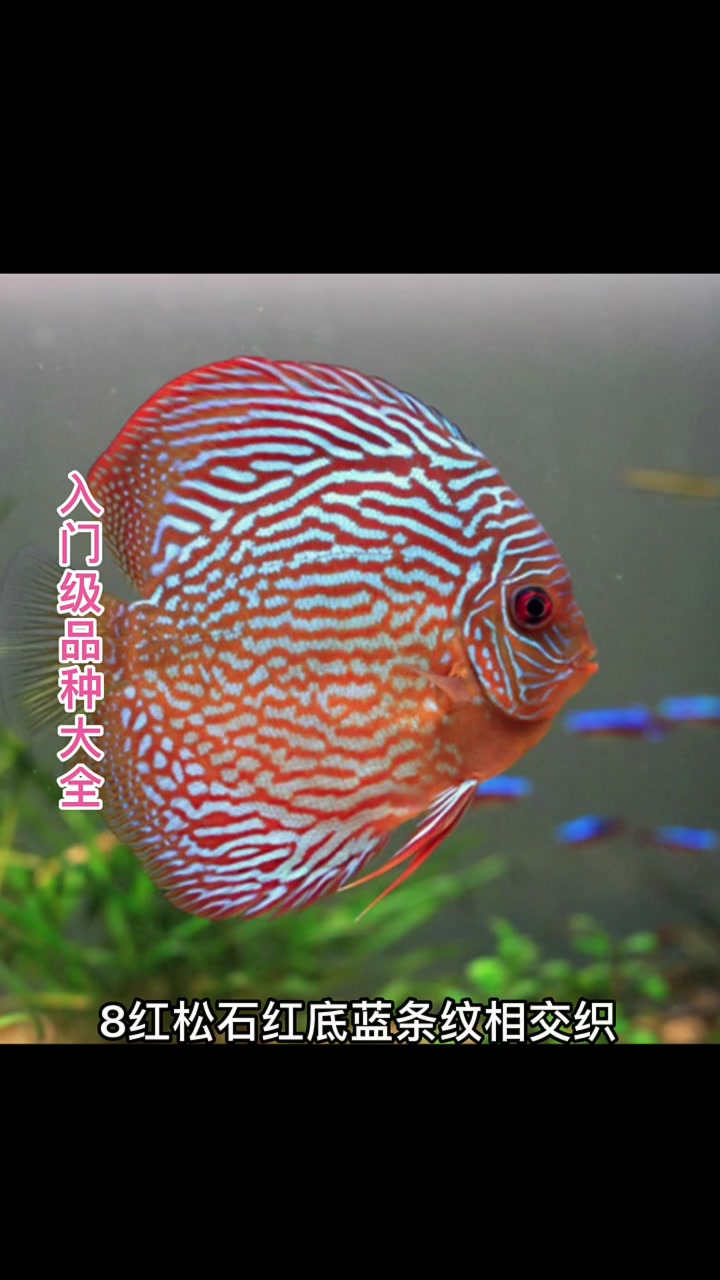七彩神仙鱼入门级品种大全，练手鱼推荐品种，你家里养了几种？