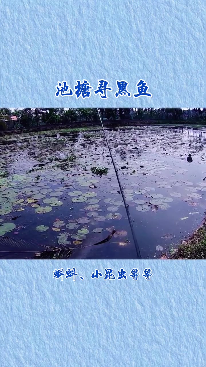池塘找黑鱼的方法