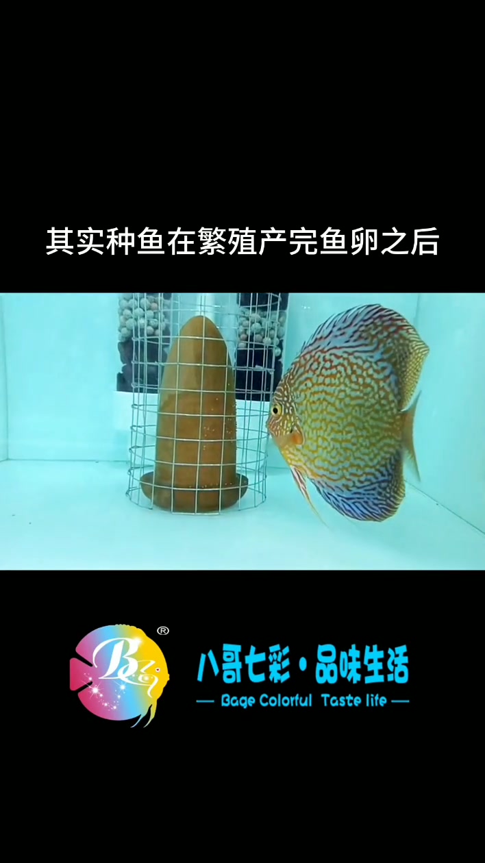 哈喽老铁们,今天给大家更新一下红宝石的繁殖近况,已经成功第三次产卵,前两次不行,感谢大家的