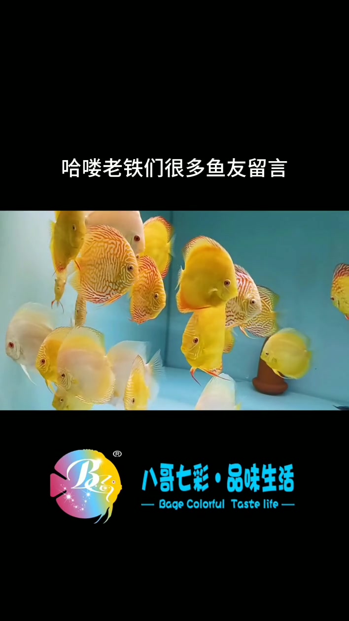 哈喽老铁们,今天给大家更新一下白化系列的品种,白化七彩神仙鱼身体里无黑色色素,永远不会出现