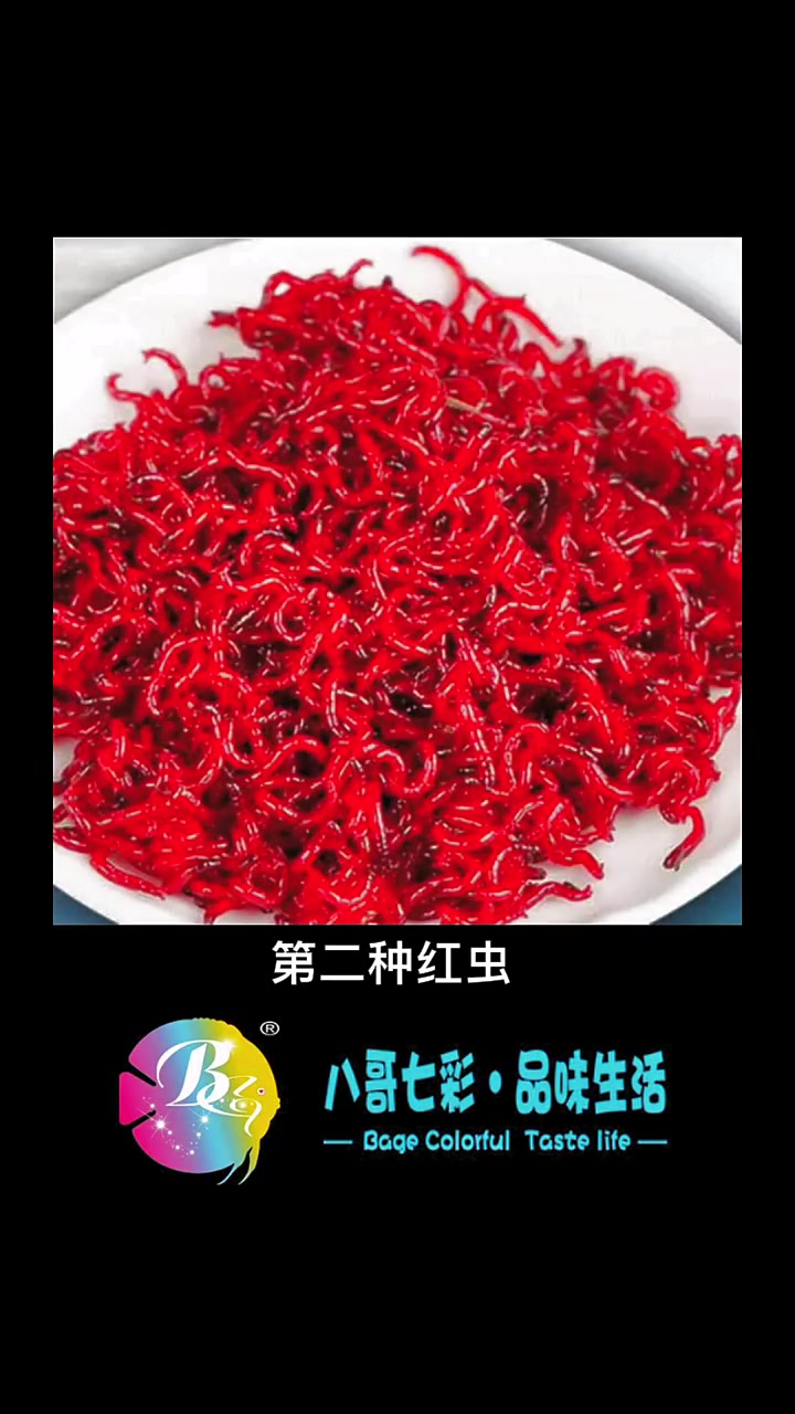七彩神仙鱼都可以喂什么鱼食,一共分为4种,牛心汉堡,红虫,丰年虾,干饲料