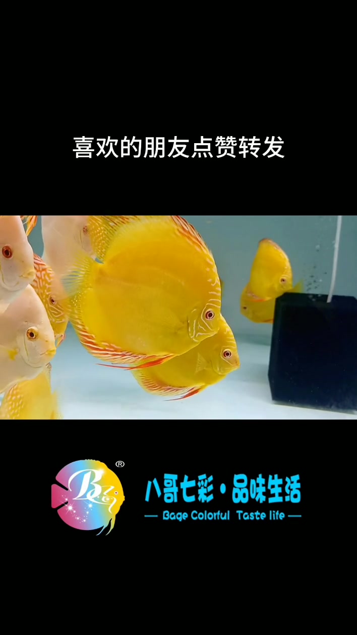 哈喽老铁们,今天给大家更新一下白化系列的品种,白化七彩神仙鱼身体里无黑色色素,永远不会出现