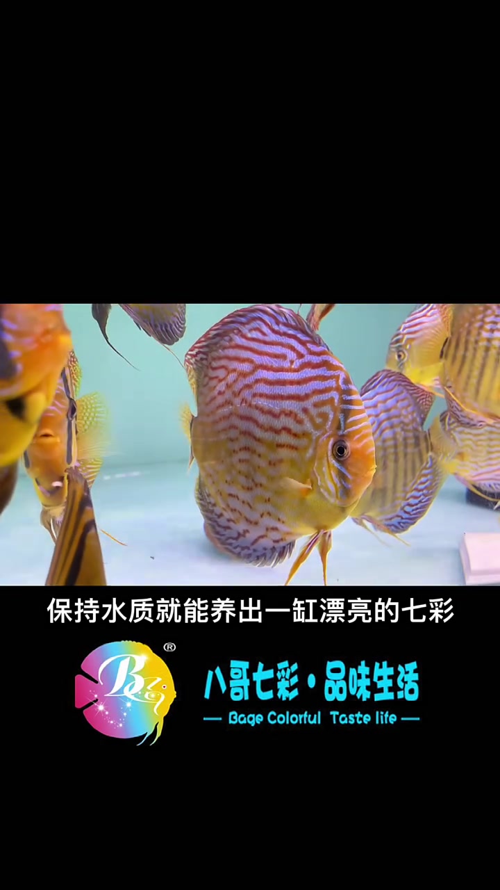 七彩神仙鱼,有人说好养,有人说不好养,究竟怎么养?