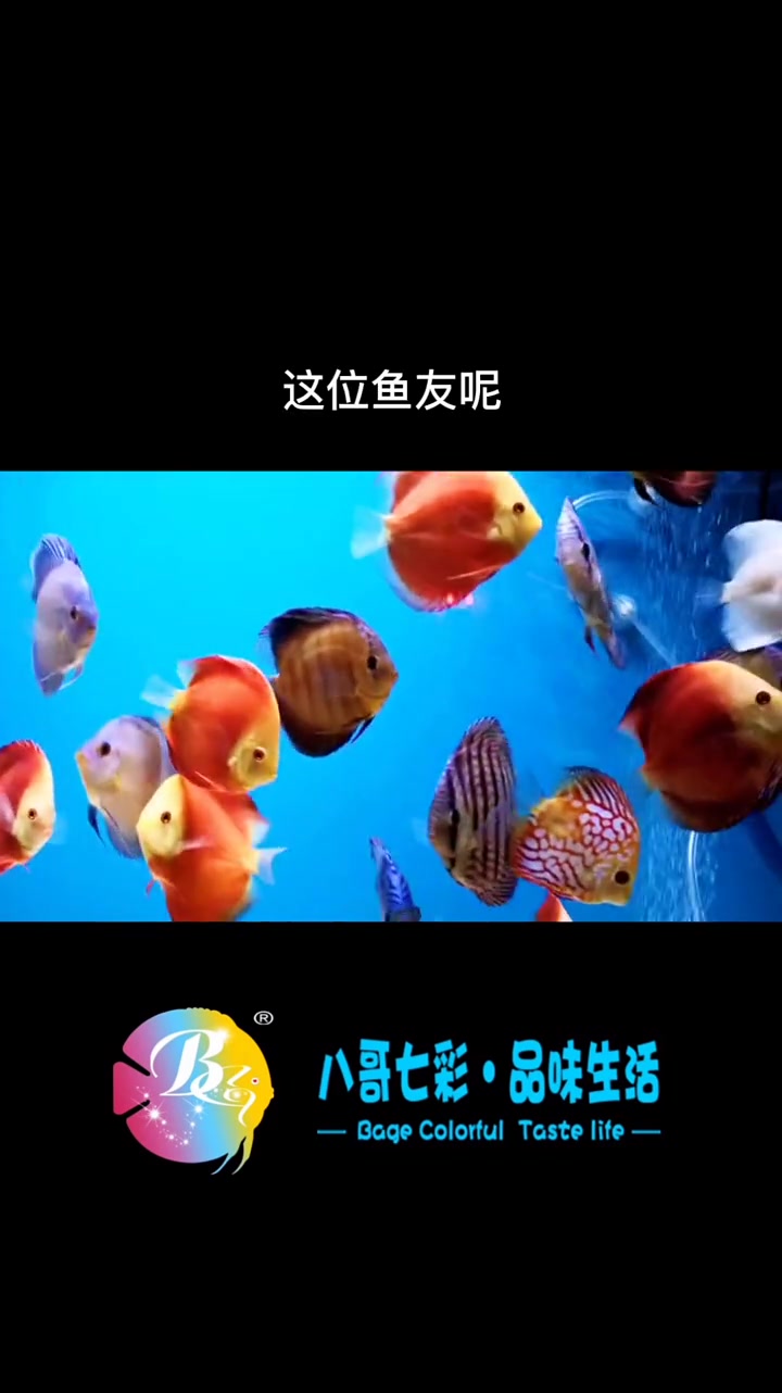 哈喽老铁们,今天给上海的老铁们发鱼,感谢耐心等待。喜欢的老铁点赞转发,谢谢大家