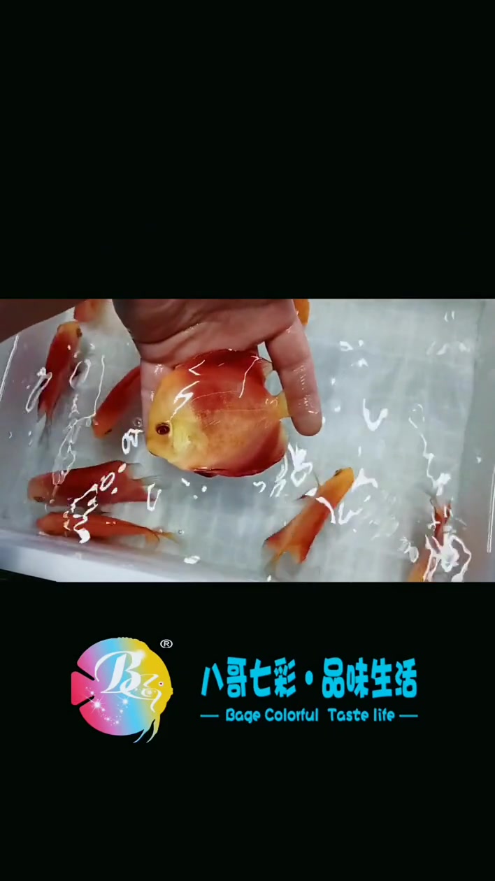 哈喽老铁们,今天给南京的鱼友发货,鱼友团购的10条6-8公分红金,我们送了5条给鱼友