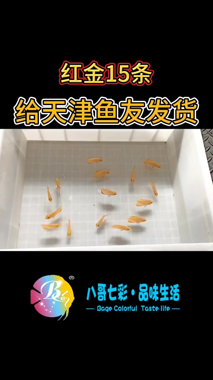 哈喽,老铁们,今天给天津的鱼友发鱼,红金小鱼苗15条,红金可以算是红色七彩系列的经典之作