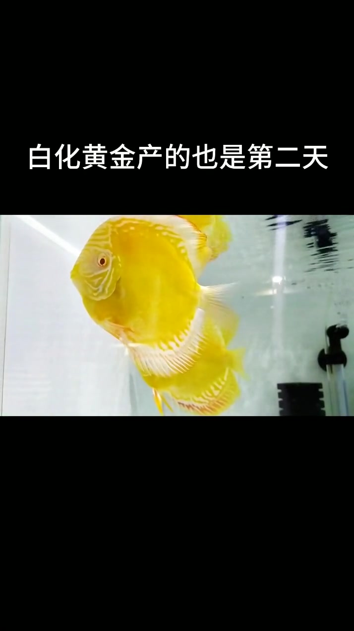 从鱼卵到小鱼苗出尾巴需要3天的时间，小鱼苗出尾巴后需要吸收自己身上的卵黄进行成长，吸收后就