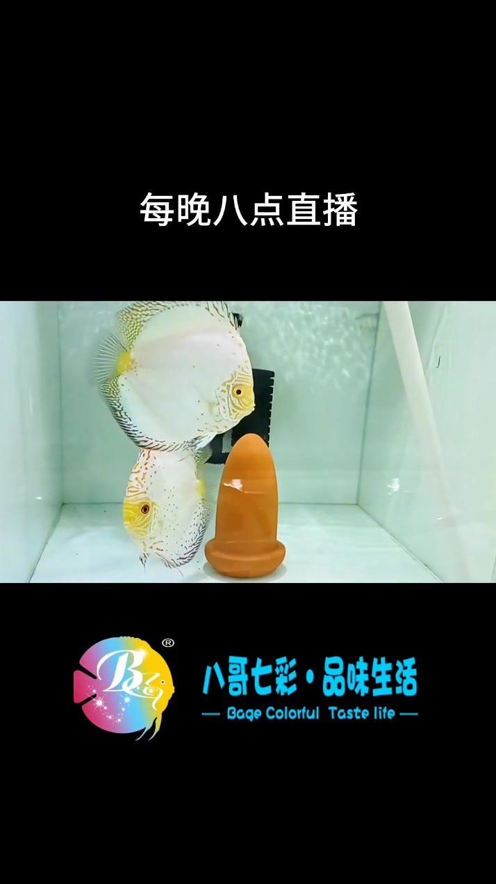 白蝴蝶,这个品种非常的漂亮,上下鱼鳍分布着红色的条纹,体型又大又圆,深受广大鱼友的喜爱。点