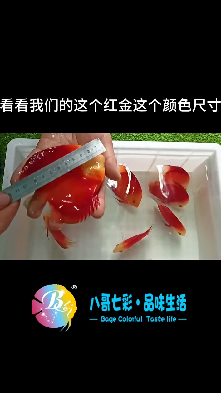 哈喽老铁们,今天给辛集的鱼友发货,鱼友要的9条10公分红金,小鱼已经安全到家,感谢鱼友的支