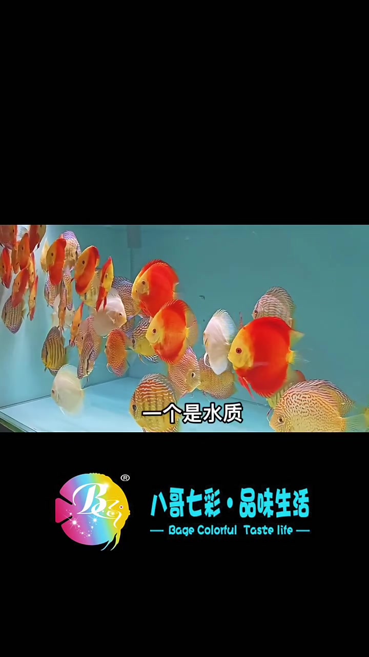 七彩神仙鱼在饲养的过程中，每个阶段的水温都有所不同。视频中有详细的讲解。喜欢的朋友点赞转发