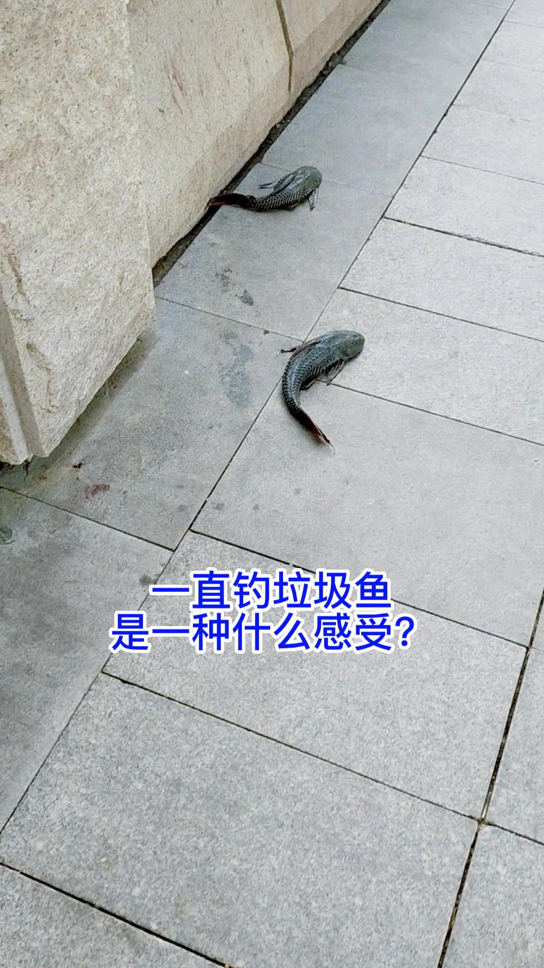 狂拉垃圾鱼是一种什么体验