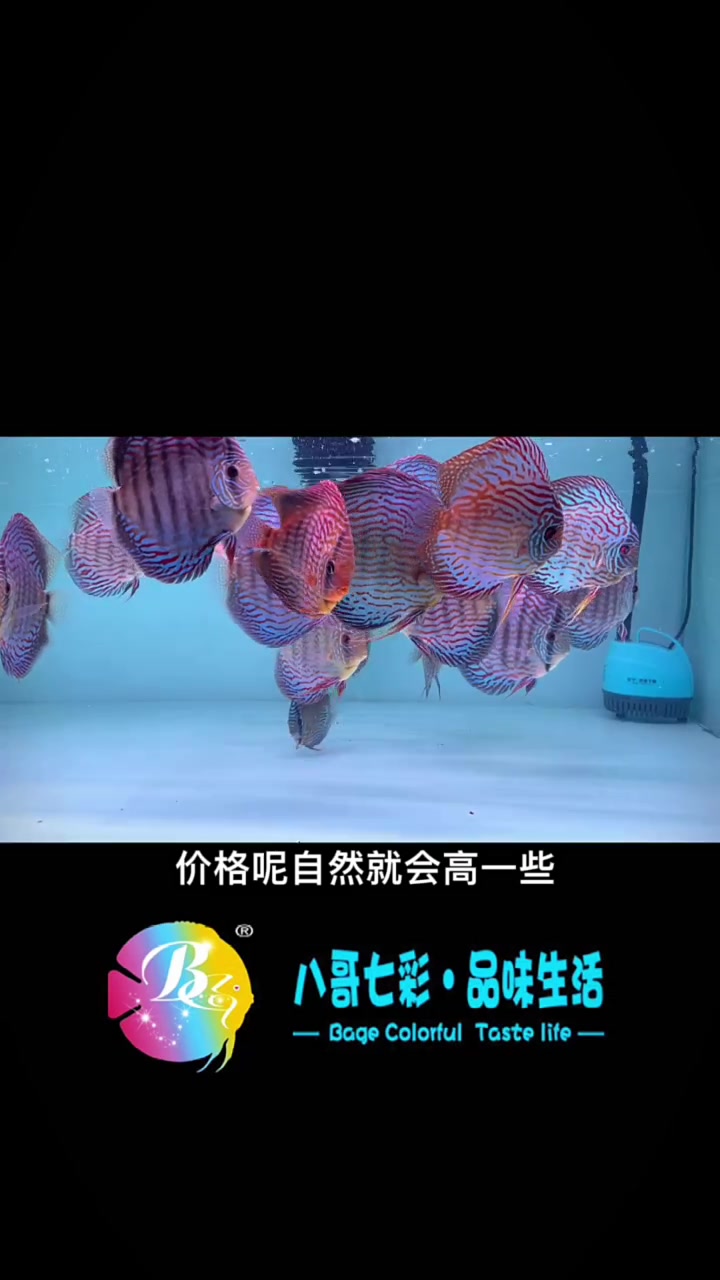 盘点一下新手入门七彩神仙鱼，哪些品种好养活，性价比高