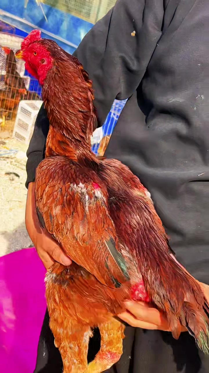 一只体重九斤二两的大骨架火烧毛斗鸡可打可做种大牛脖子三棱加钢