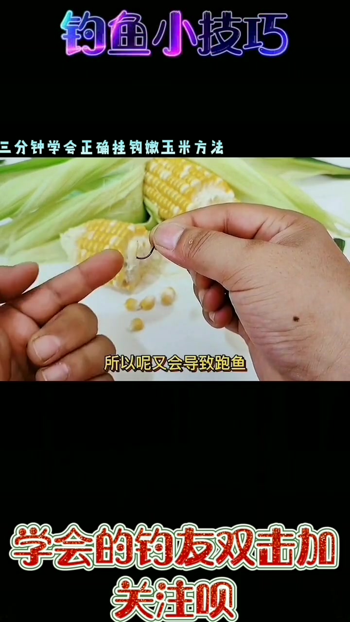 野钓湖库正确挂钩嫩玉米的方法,你学会了吗
