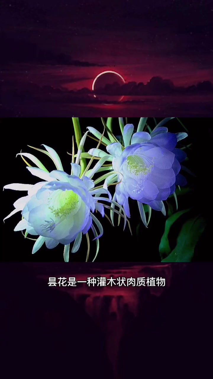 昙花开了非常美丽,花朵还能食用,有很高的食用和药用价值