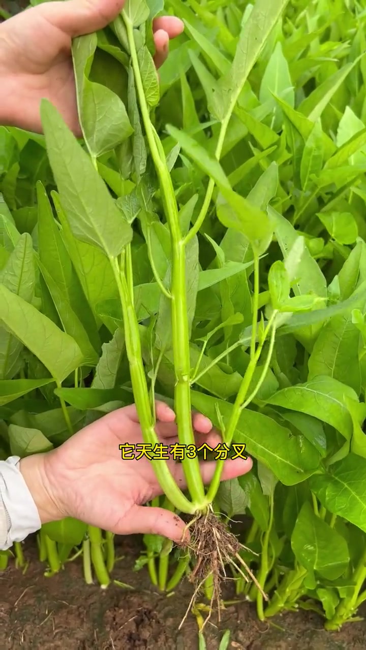爱吃空心菜的朋友,春天一定要种些三叉空心菜,脆嫩好吃又高产