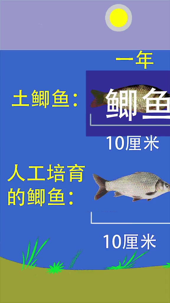 喜欢钓鲫鱼的朋友们钓到最大的多大?