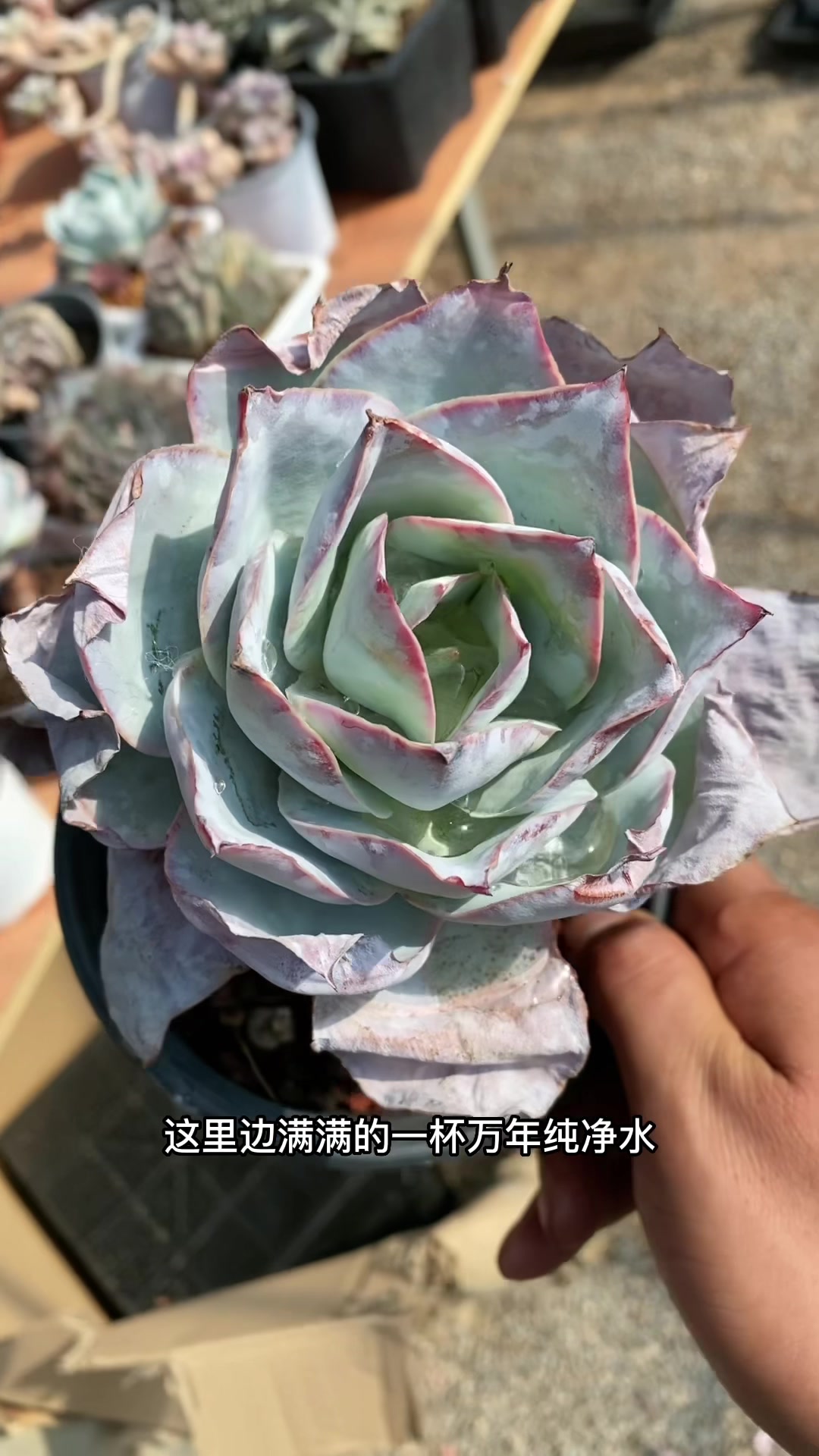 多肉植物经常烂叶心也许是浇水的问题