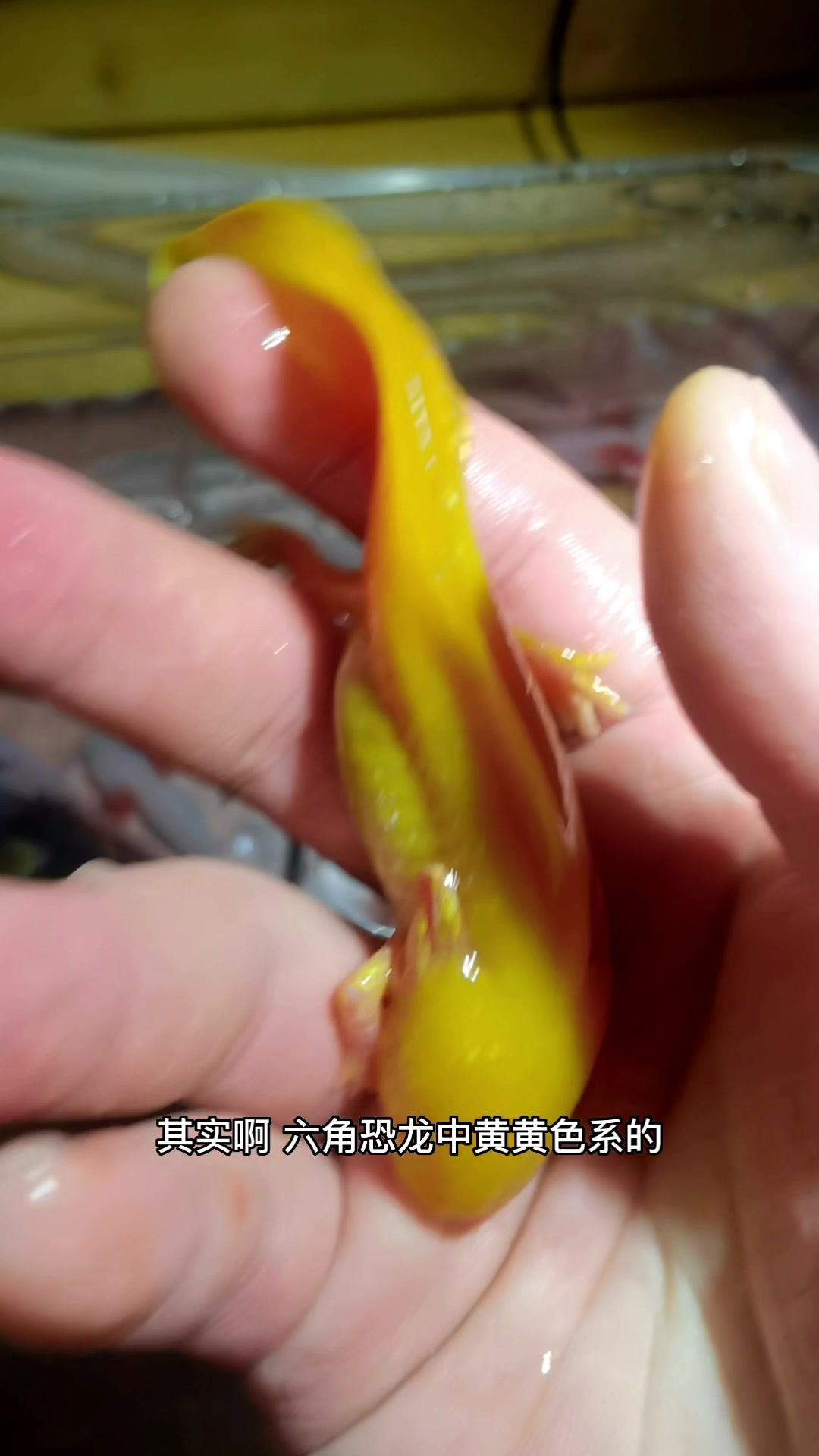 六角恐龙鱼身上有白斑,怎么办,如何治疗呢?