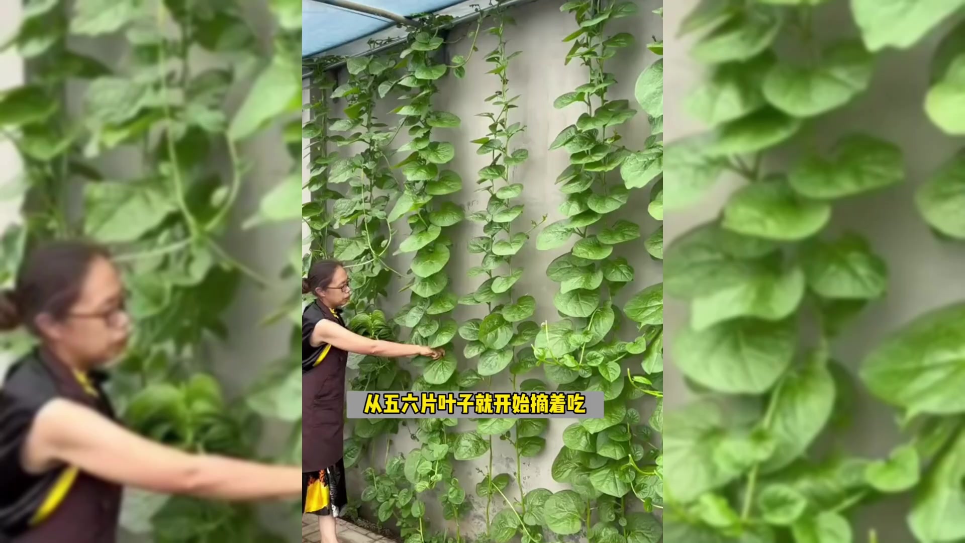 可以爬墙的蔬菜见过吗?种植简单营养丰富,它就是“大叶木耳菜”