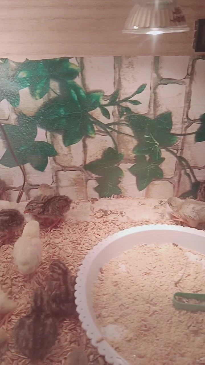 第四天了可爱的小芦鸡