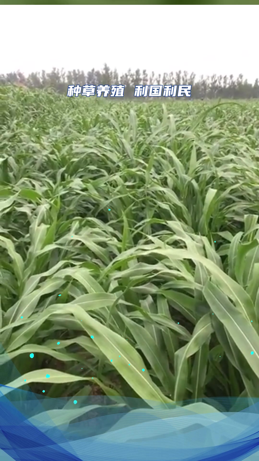 养鸡种什么草苦麻菜大叶型牧草良种
