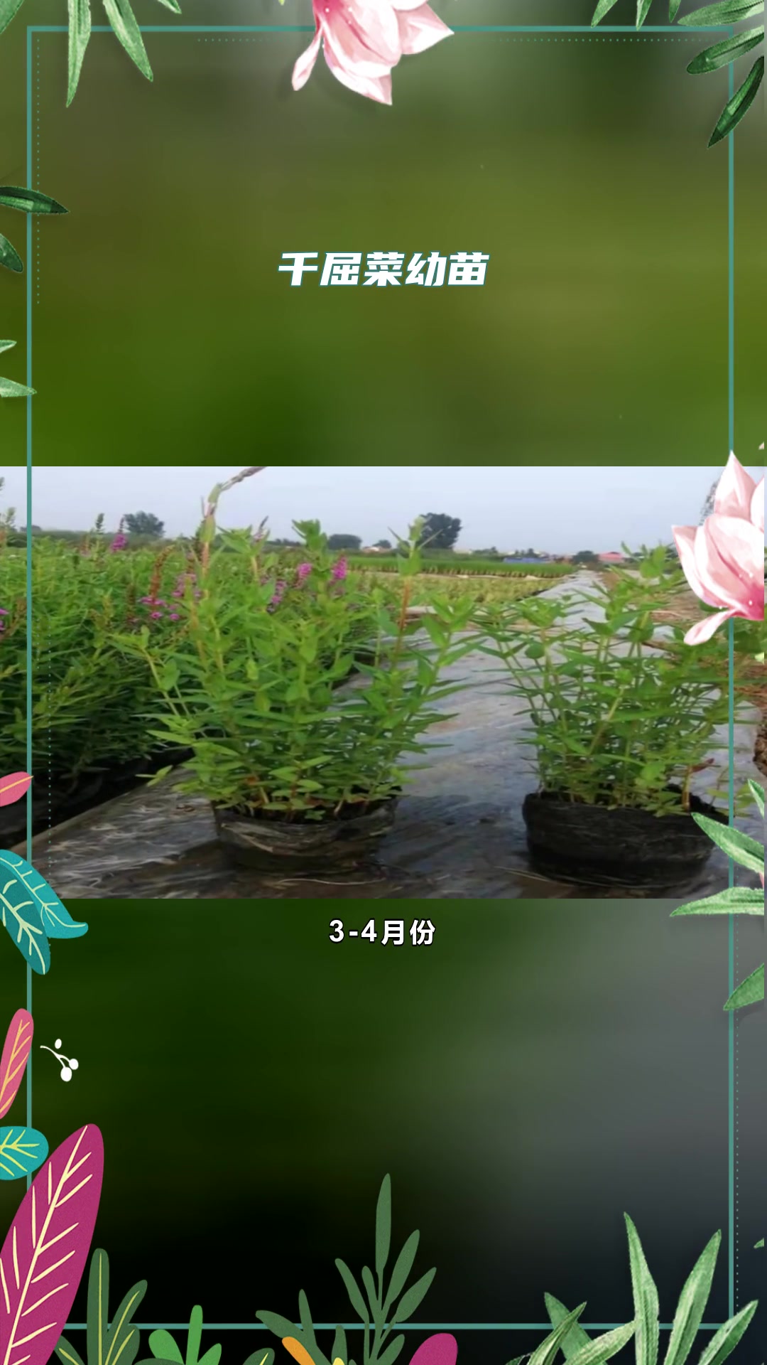 盆栽千屈菜特点